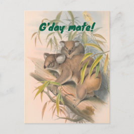 G'day Mate Australian Hälsning med Koalas Vykort