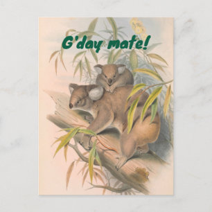 G'day Mate Australian Hälsning med Koalas Vykort