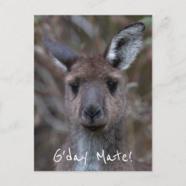 G'Day Mate Kangaroo Australia Vykort