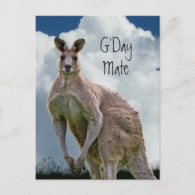 G'Day Mate Kangaroo-vykort Vykort (Framsida)