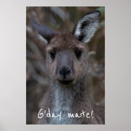 G'day Mate Western Grått Kangaroo Poster