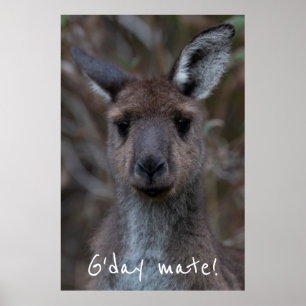 G'day Mate Western Grått Kangaroo Poster