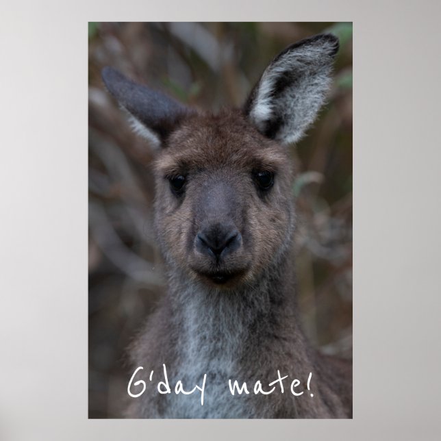 G'day Mate Western Grått Kangaroo Poster (Framsidan)