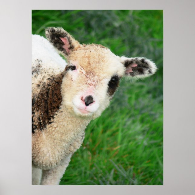 G'day! Poster (Framsidan)