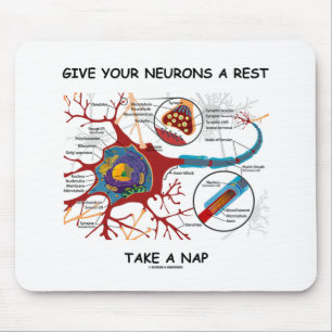 Ge dina Neurons Rest tar ett Nap Neuron Synapse Musmatta