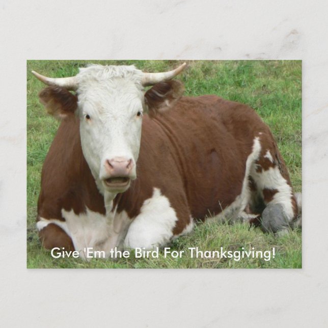 Ge "Em Bird for Thanksgiving Cow Postcard Helg Vykort (Framsida)
