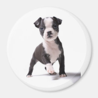 Ge Me din Tass Boston Puppy Magnet