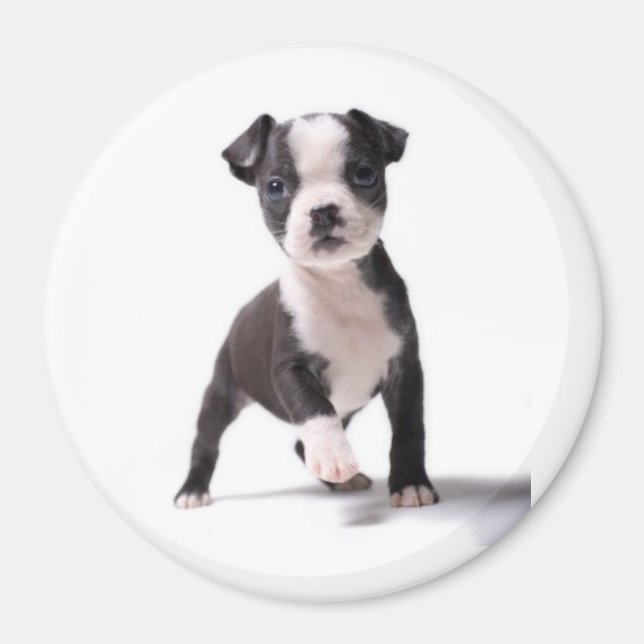 Ge Me din Tass Boston Puppy Magnet (Framsidan)