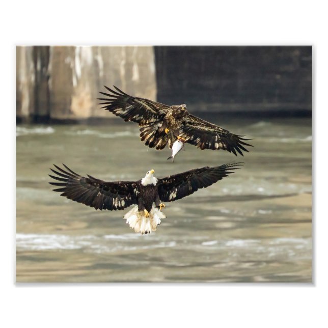 Ge mig fisken. (Eagle Chase) Fototryck (Framsidan)