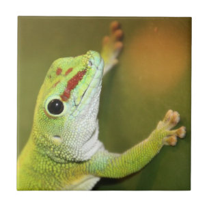 Gecko ansikte kakelplatta