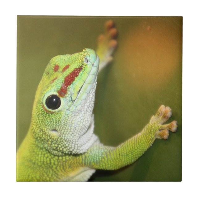 Gecko ansikte kakelplatta (Framsidan)