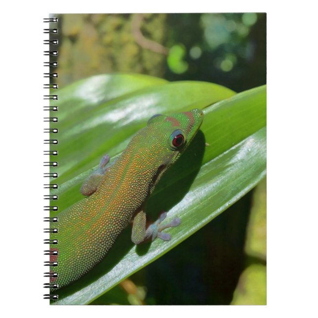 Gecko Anteckningsbok (Framsidan)