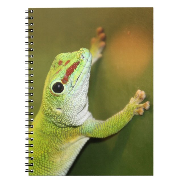 Gecko Anteckningsbok (Framsidan)