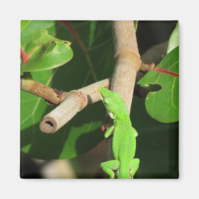 Gecko Chameleon Magnet (Framsidan)