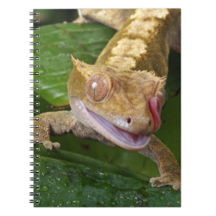 Gecko Crested Anteckningsbok