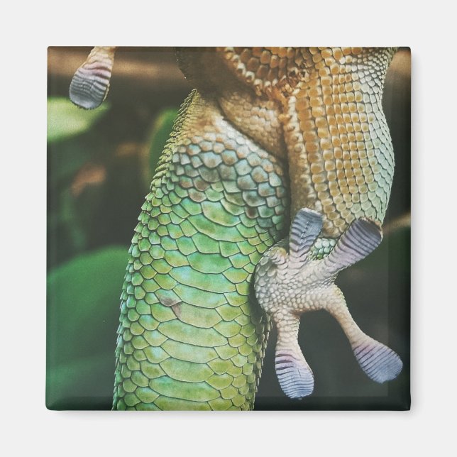 Gecko Feet Magnet (Framsidan)