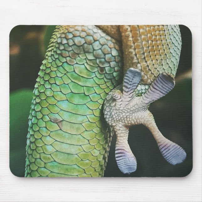 Gecko Feet Musmatta (Framsidan)