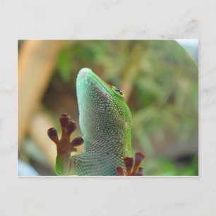 Gecko, för älskare av lizards! vykort