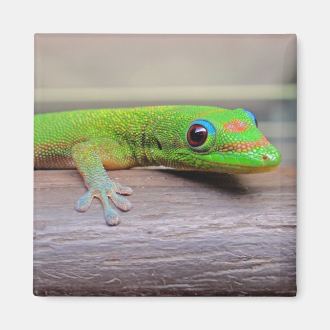 Gecko guld Dammdag Magnet (Framsidan)
