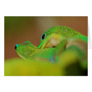 Gecko Kärlek OBS Kort