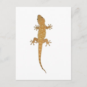 gecko lila vykort