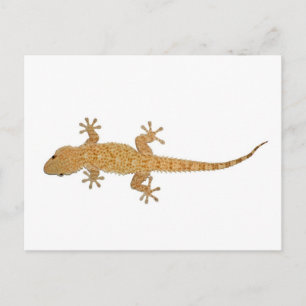 gecko lila vykort