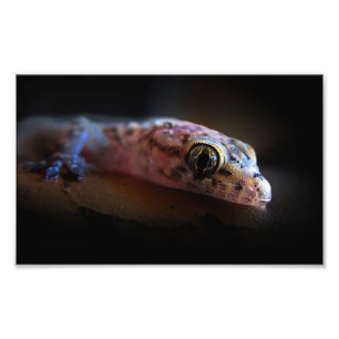 Gecko Lizard i Medelhavet Fototryck