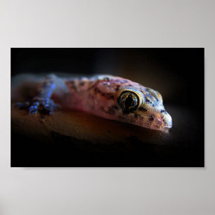 Gecko Lizard i Medelhavet Poster