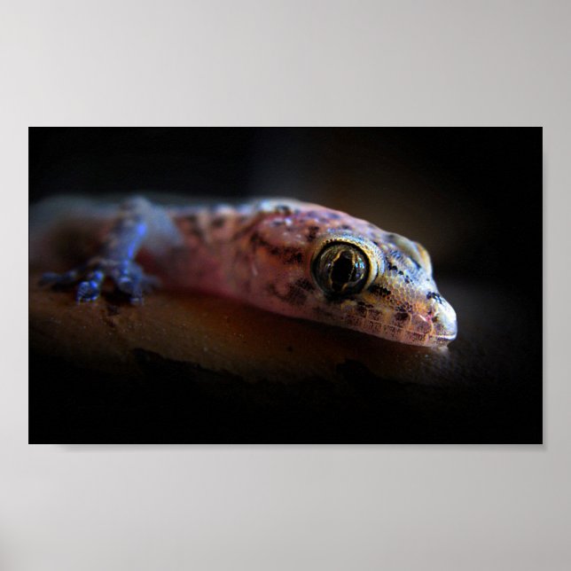 Gecko Lizard i Medelhavet Poster (Framsidan)