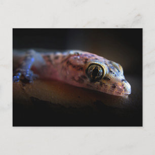 Gecko Lizard i Medelhavet Vykort