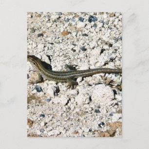Gecko Lizard Vykort