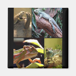Gecko lizards och Chameleons Magnet