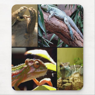 Gecko lizards och Chameleons Musmatta