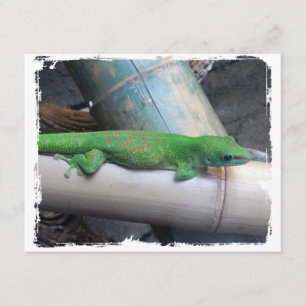 Gecko-meddelanden från Madagaskars Giant Day Meddelande