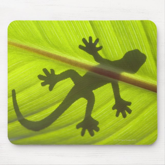Gecko Musmatta (Framsidan)