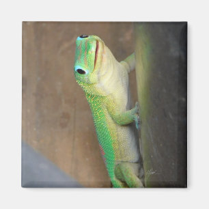 Gecko Photo guld Dust Day Magnet