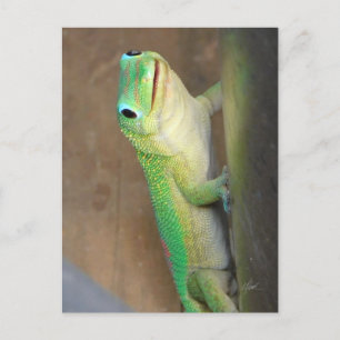 Gecko Photo guld Dust Day Vykort