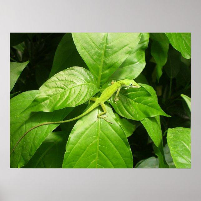 Gecko Poster (Framsidan)
