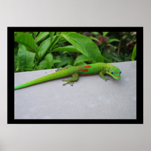 Gecko Poster guld dammdag