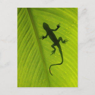 Gecko Silhouette Vykort