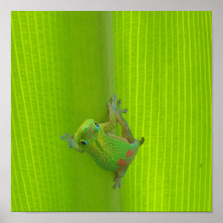 Gecko-utskrift Poster