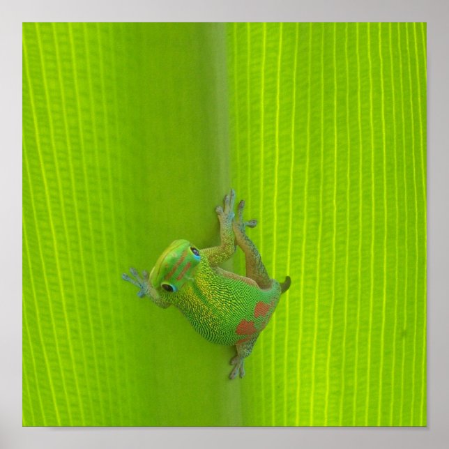 Gecko-utskrift Poster (Framsidan)