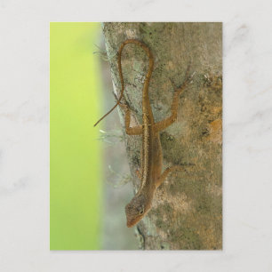 Gecko Vykort