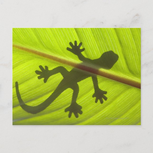 Gecko Vykort (Framsida)