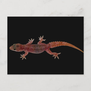 Gecko Vykort