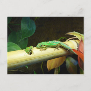 Geckokärlekvykort Vykort