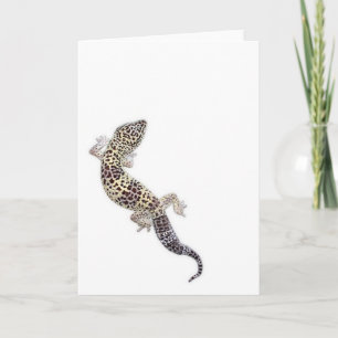 Geckokort 01 kort