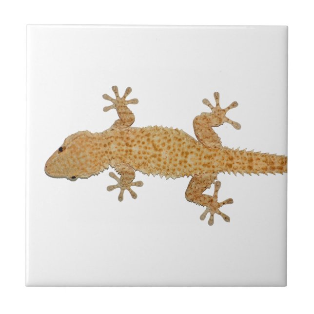 geckoödla kakelplatta (Framsidan)