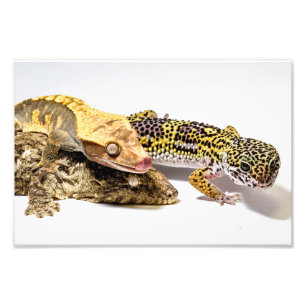 Geckos Fototryck