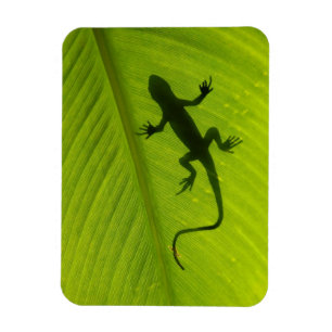 GeckoSilhouette Magnet